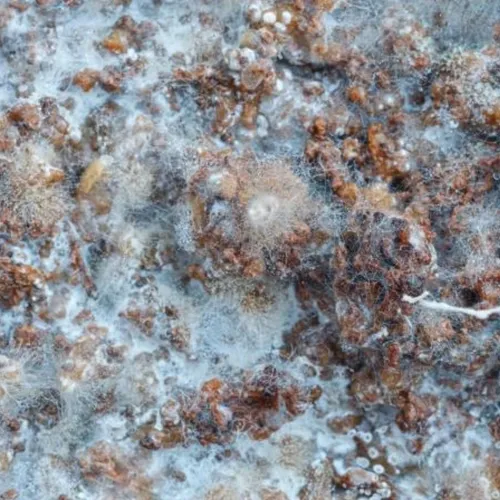 D_NQ_NP_976075-MLB47834634758_102021-O